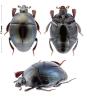 Saprinus splendens